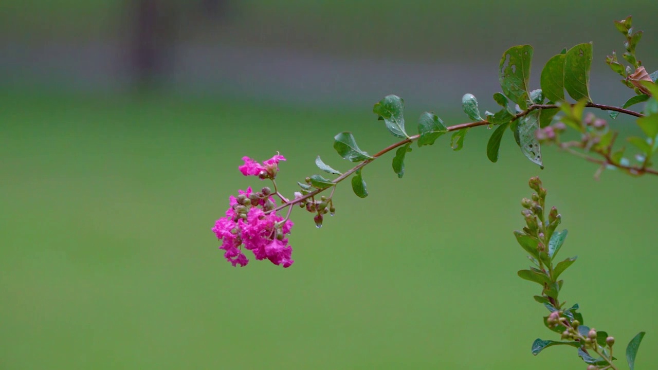 微风细雨视频素材