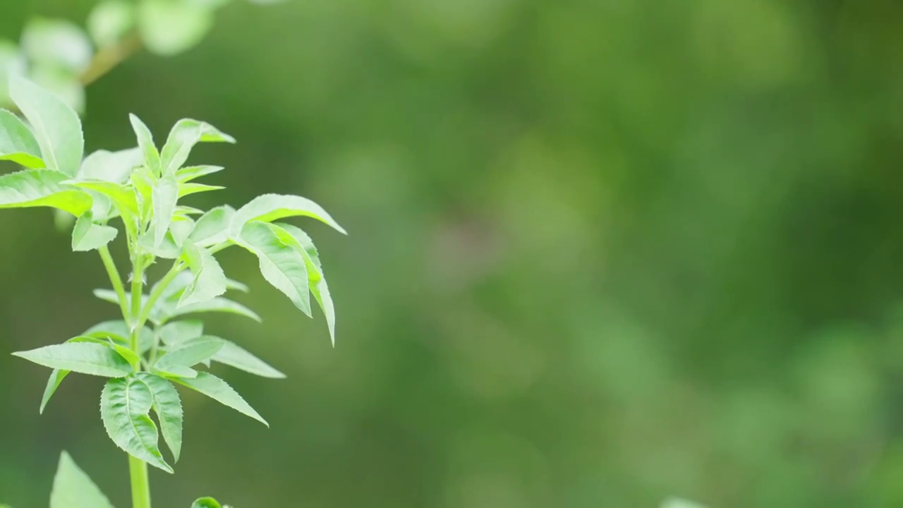 森林里的蝴蝶视频素材