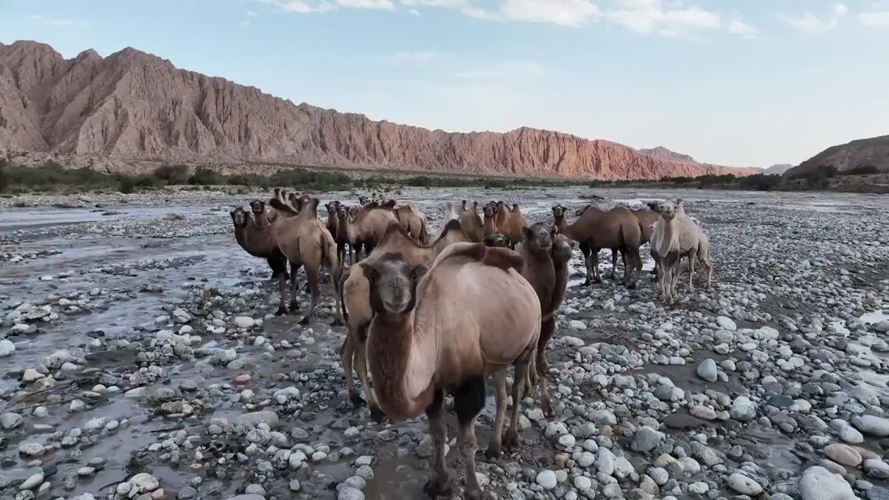 新疆阿克苏木扎尔特河的骆驼视频素材