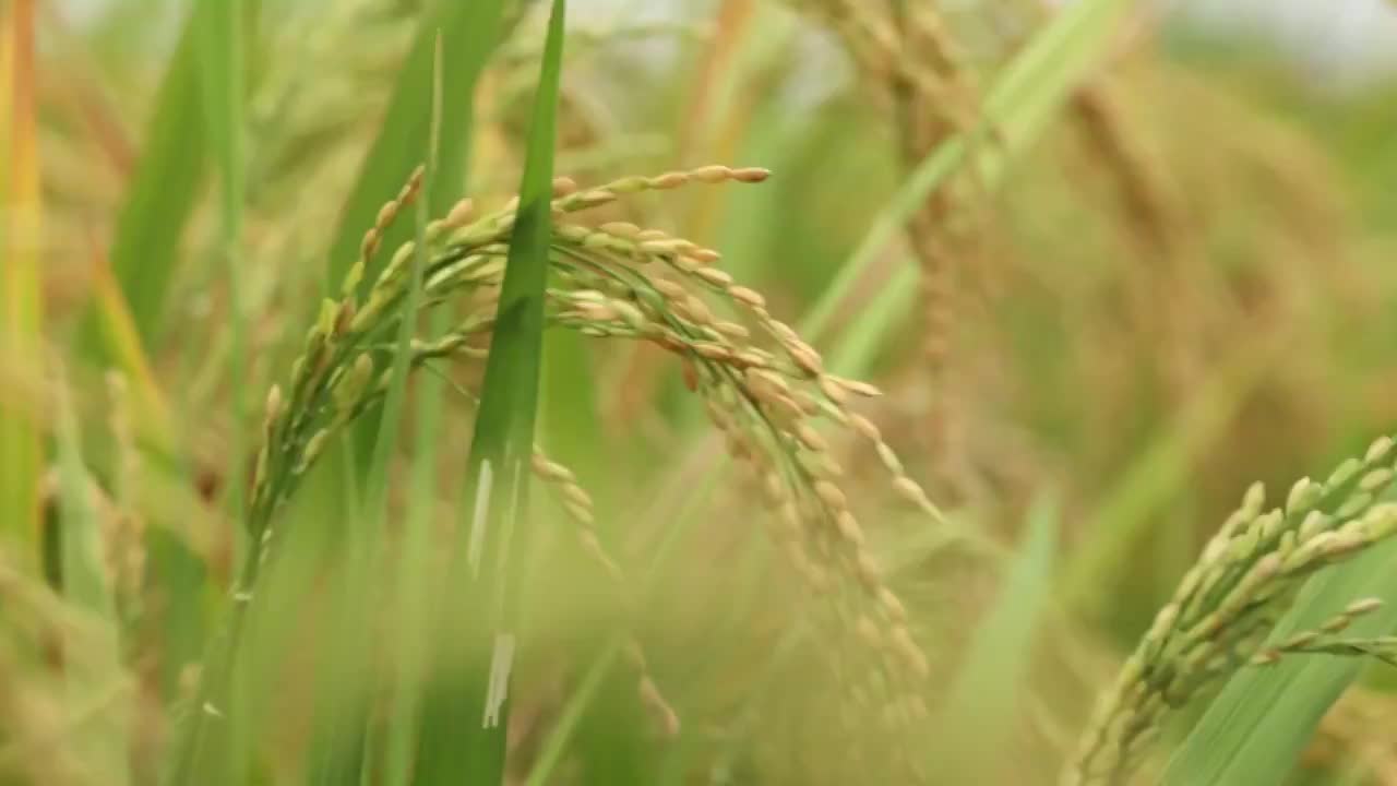 4K超清风吹稻穗微距特写视频素材