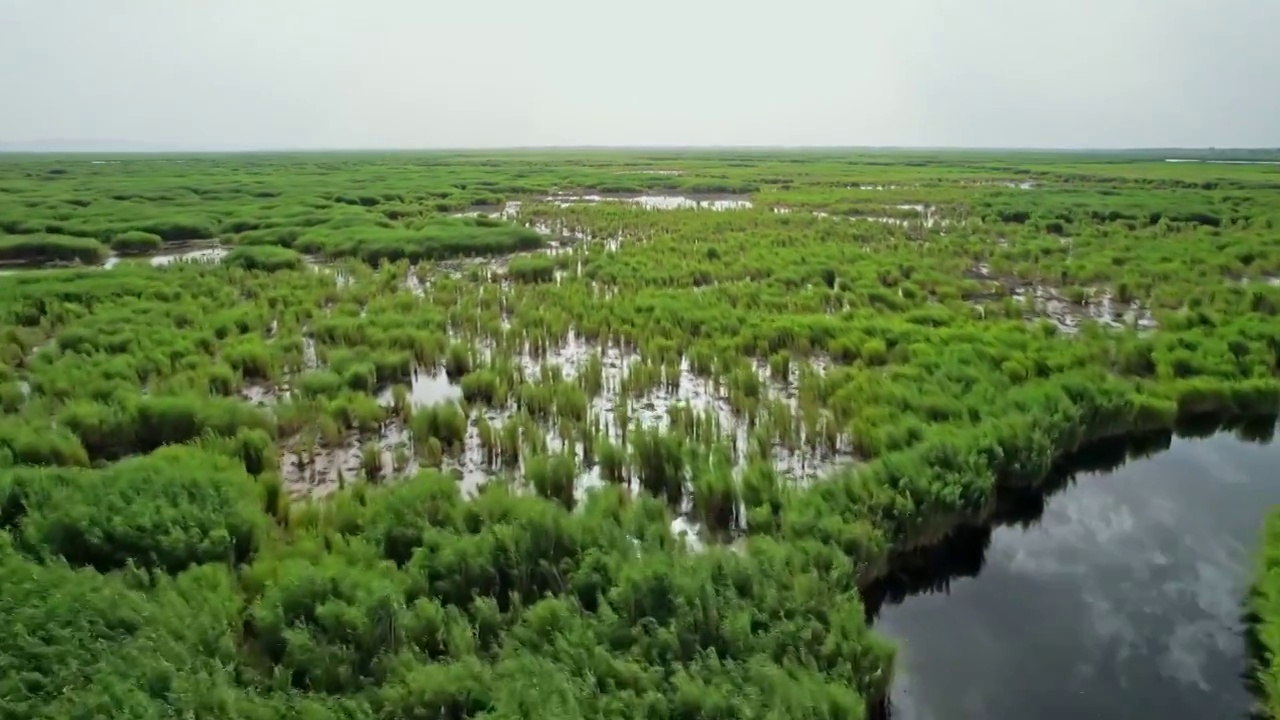 中国新疆库尔勒博斯腾湖湿地视频素材