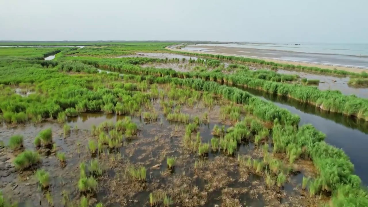 中国新疆库尔勒博斯腾湖湿地视频素材