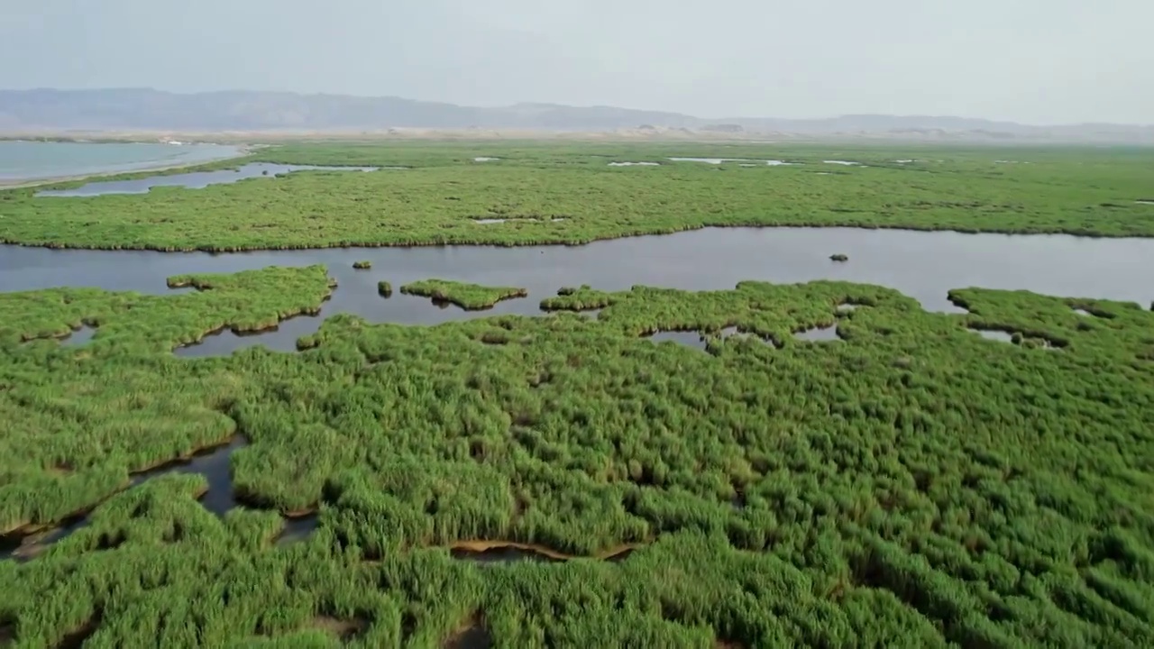 中国新疆库尔勒博斯腾湖湿地视频素材