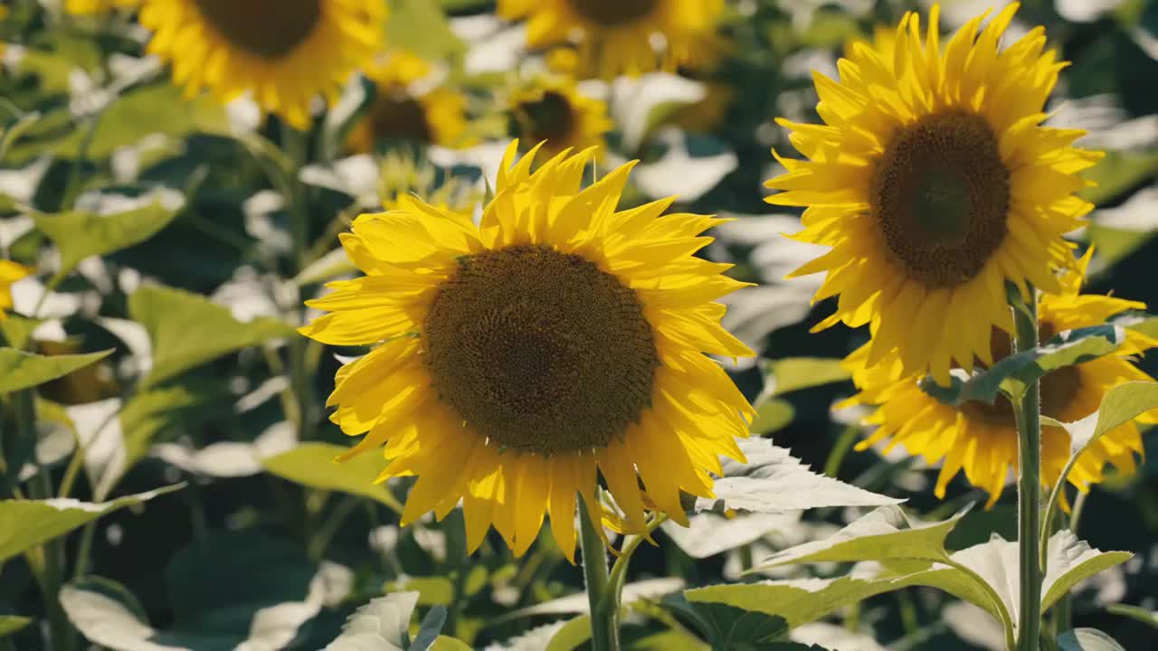 金色向日葵花海视频素材