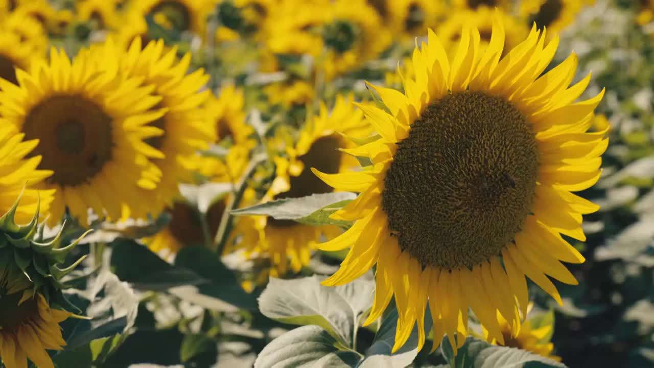 金色向日葵花海视频素材