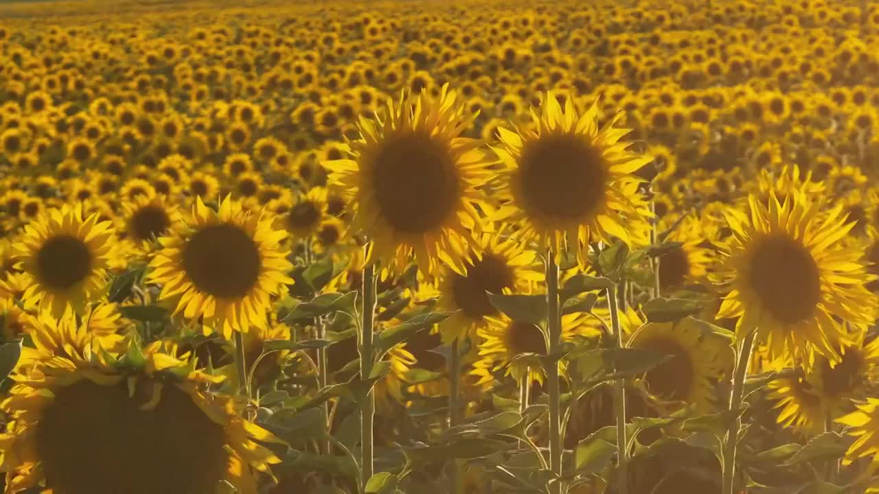 金色向日葵花海视频素材