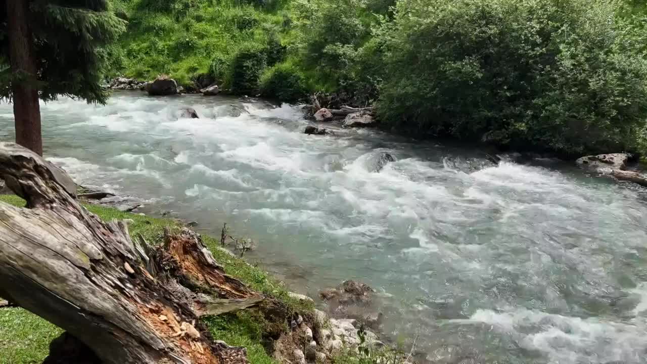 自然风光森林河流视频素材