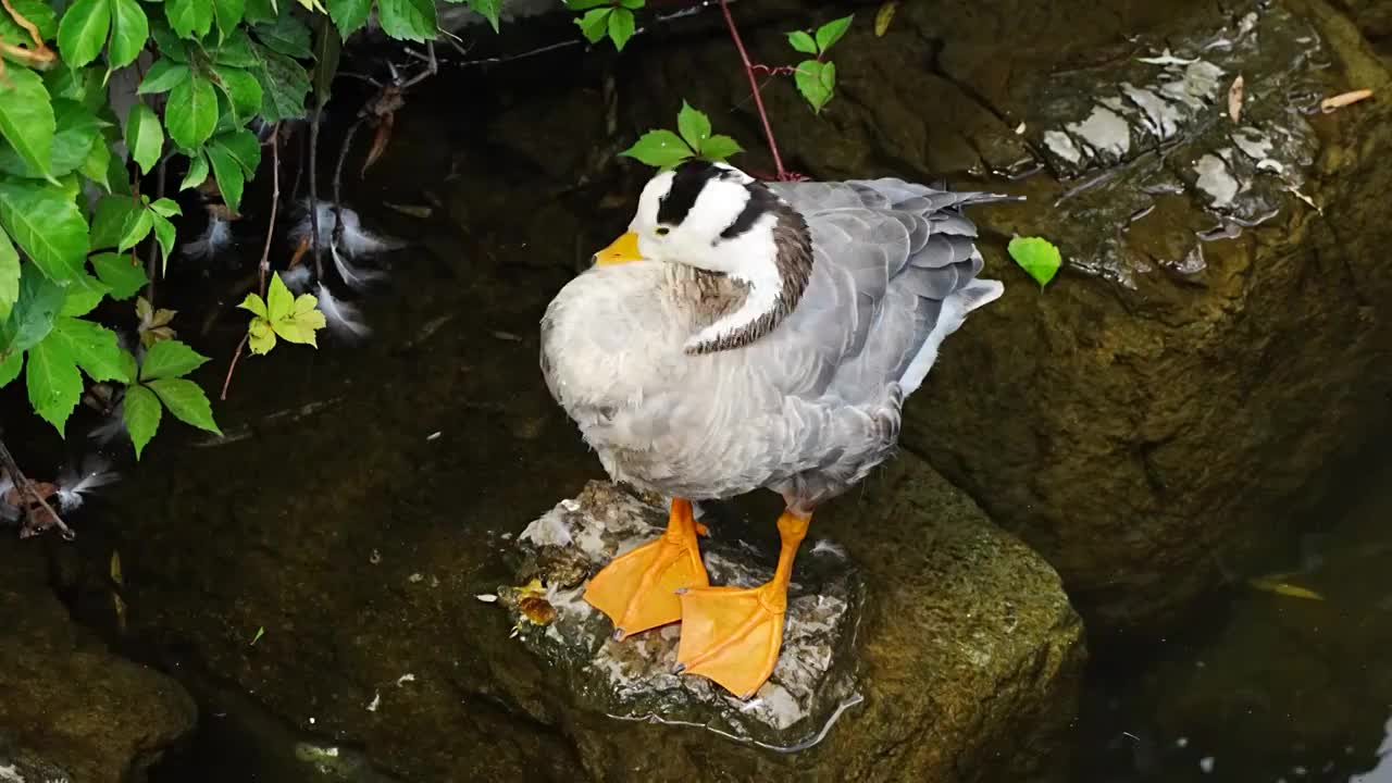 鸭子斑头雁在水面梳理羽毛视频素材