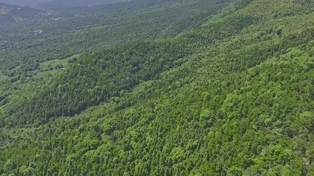 庐山林海视频素材