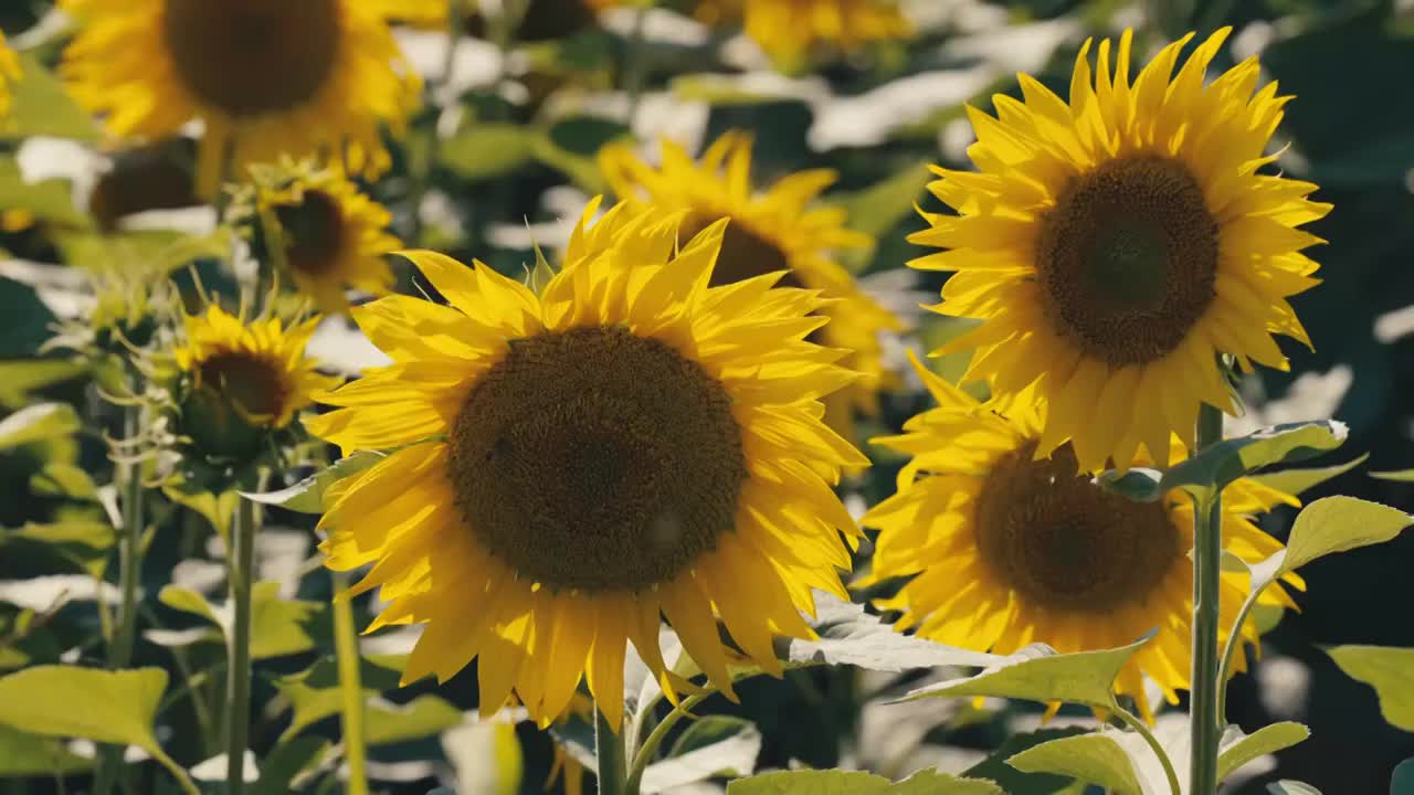 航拍向日葵花海视频素材