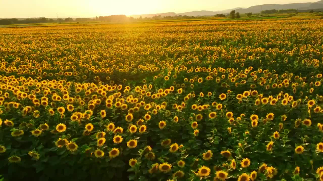 航拍向日葵花海视频素材