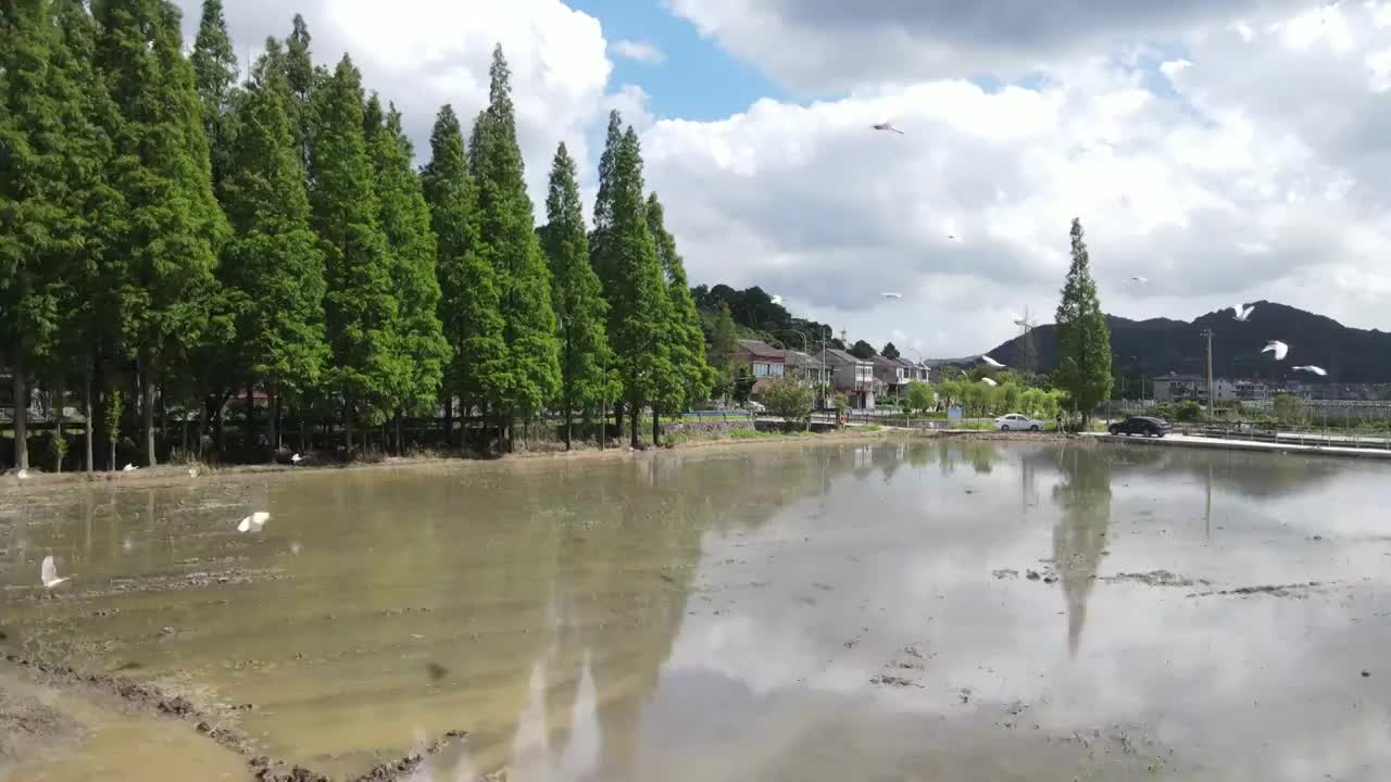 农村机器耕地海鸥鸟飞翔4K航拍60帧原素材视频素材