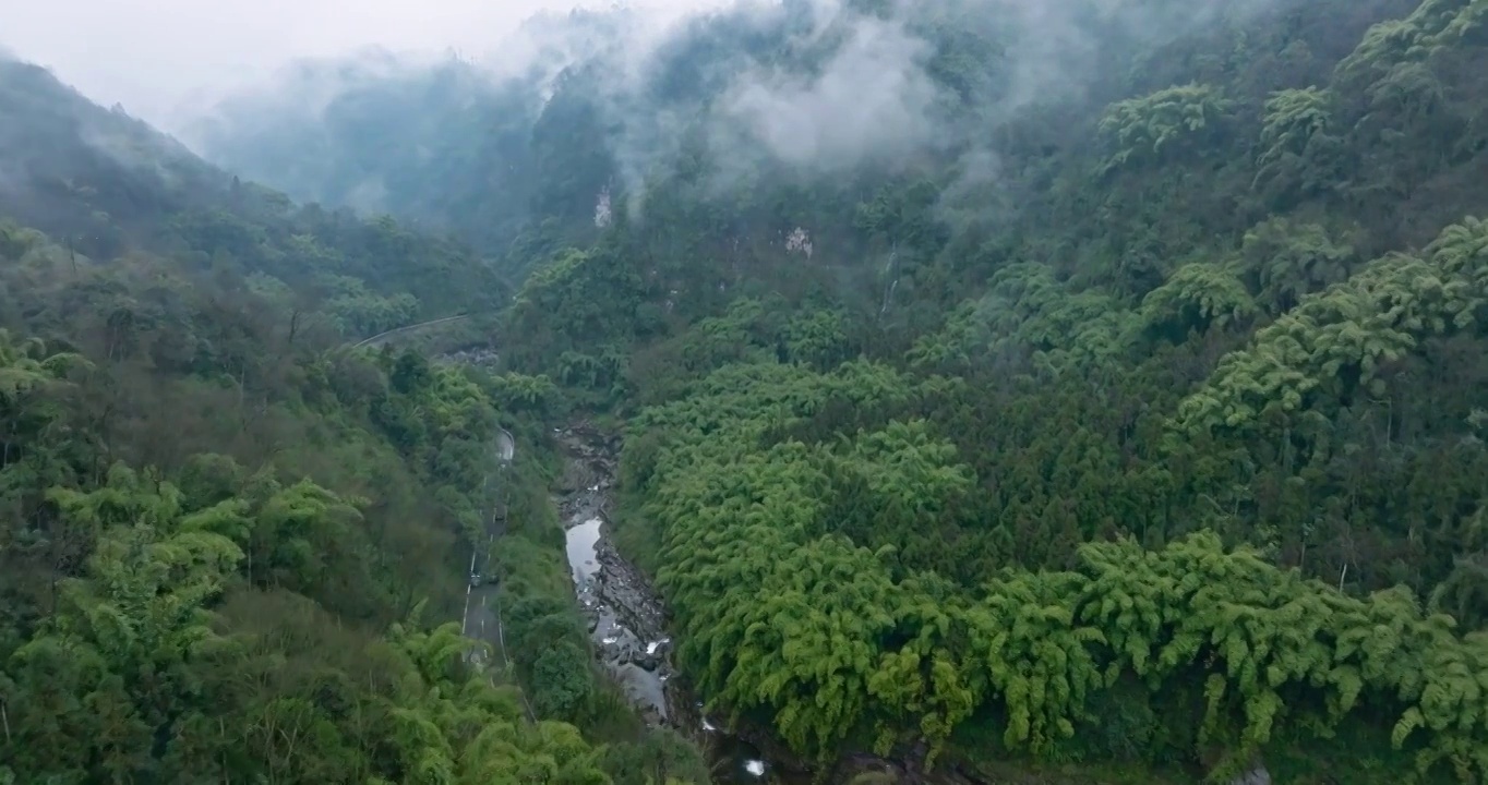 峨眉山雨后山谷竹林雾气弥漫幽静视频素材