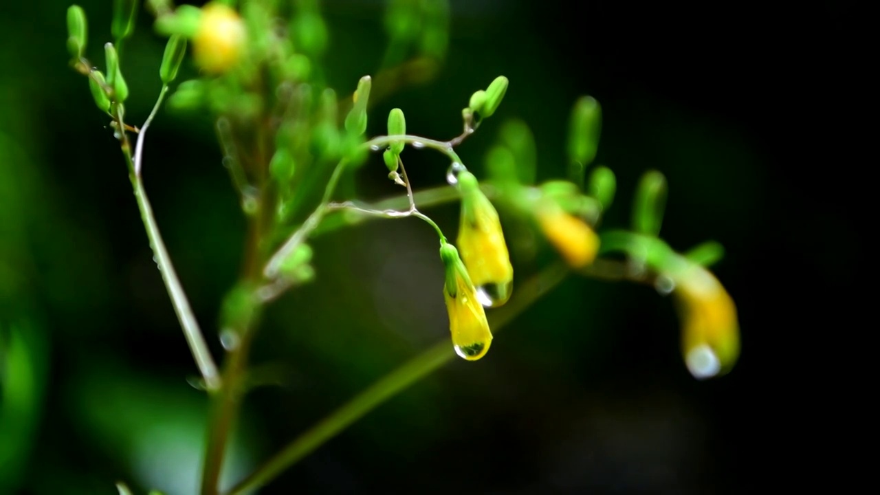 雨中小花视频素材