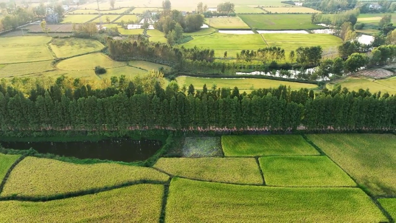 4K河南信阳罗山县子路镇秋天稻田风景航拍视频素材