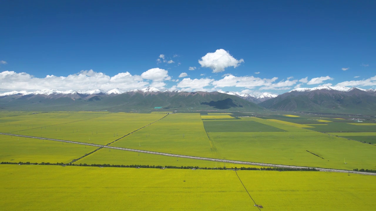 推远镜头航拍门源油菜地视频素材