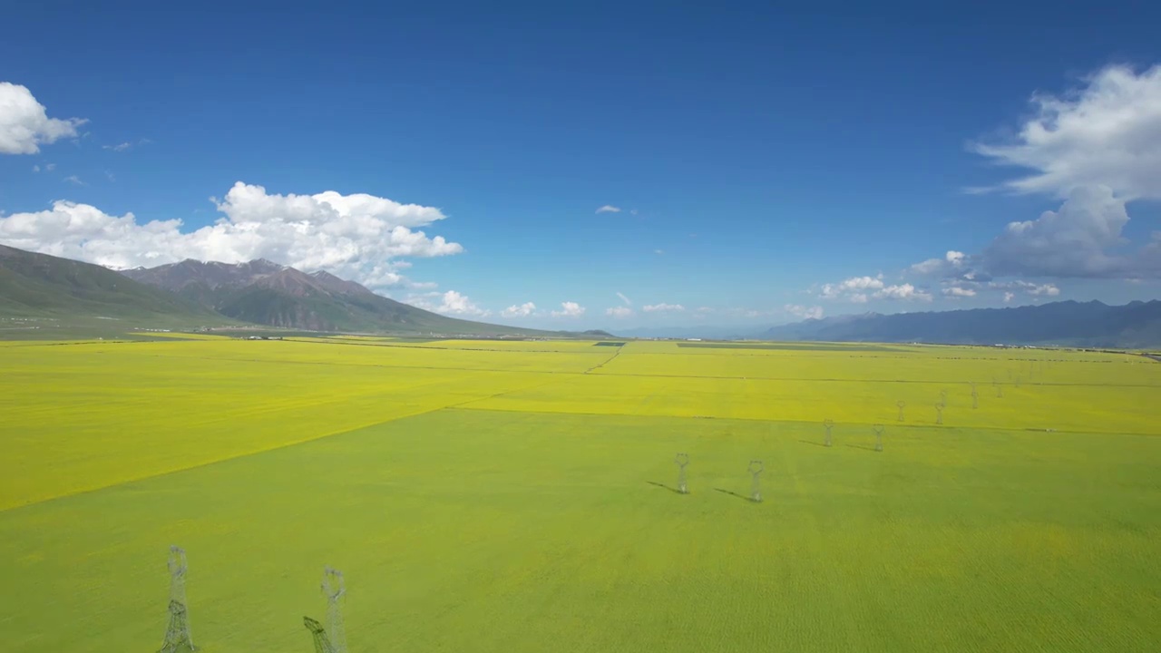 仰视镜头航拍门源油菜地视频素材