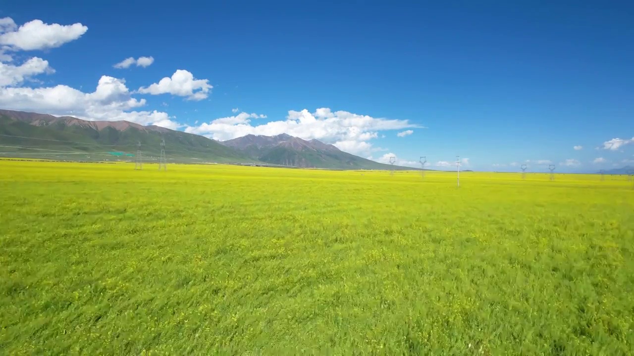 拉近镜头拍摄门源油菜地视频素材