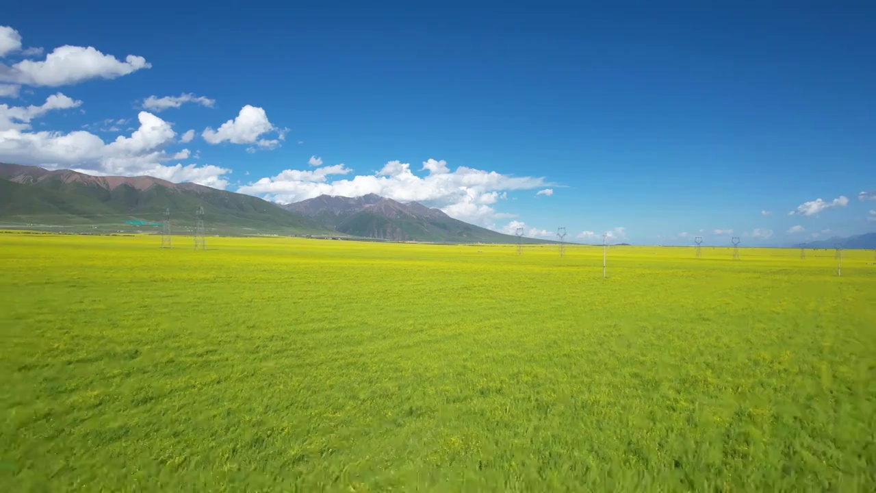 推远镜头航拍门源油菜地视频素材