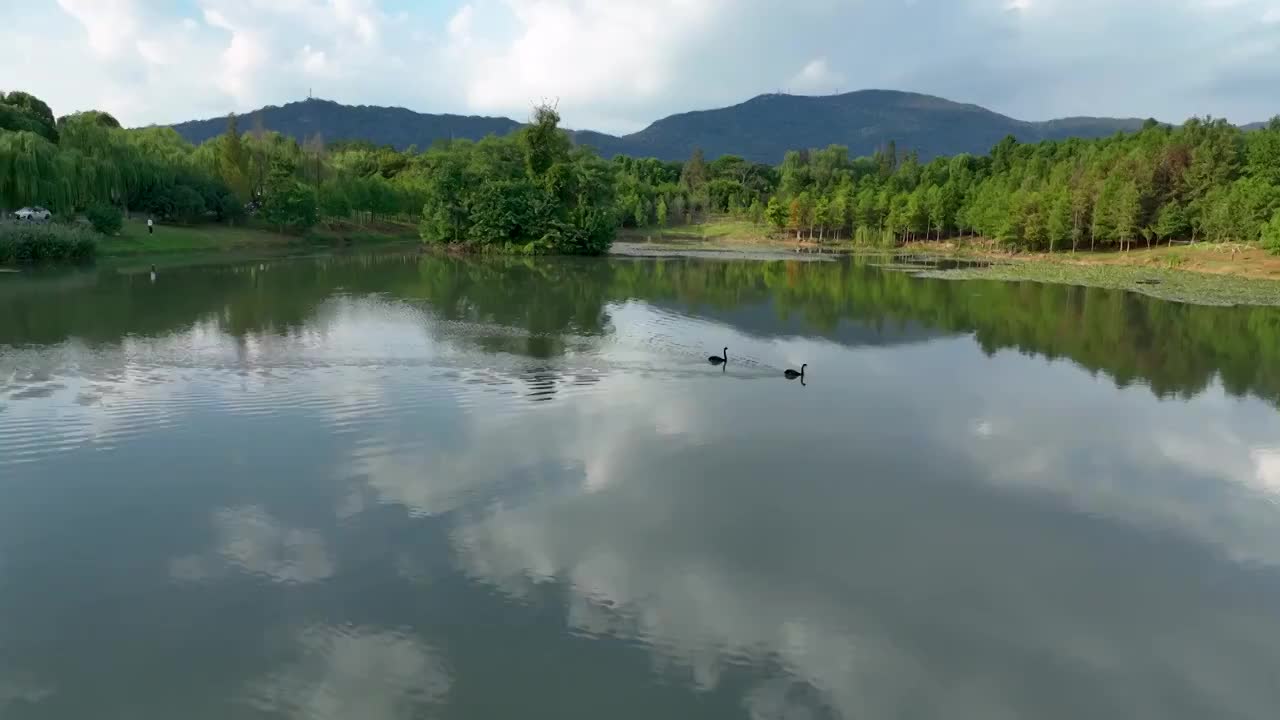 蓝天白云水面倒影中的黑天鹅视频素材