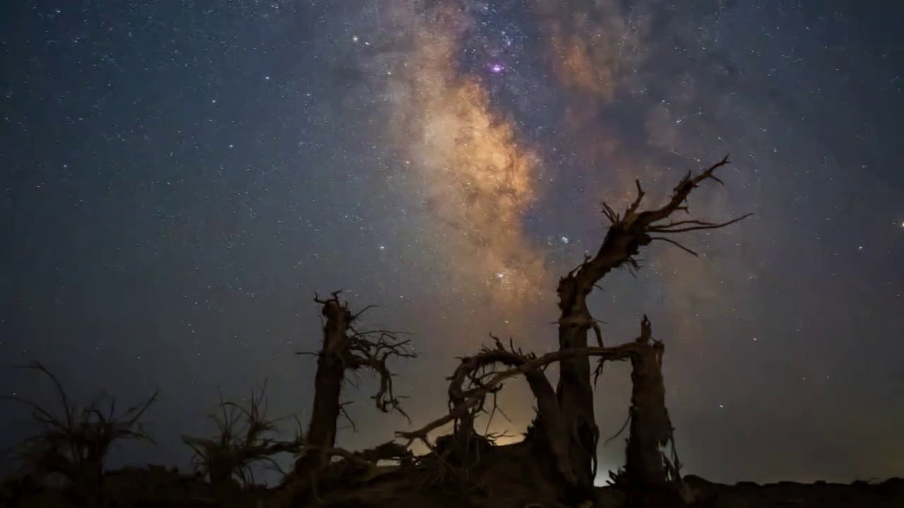 星空下的内蒙额济纳胡杨树视频素材