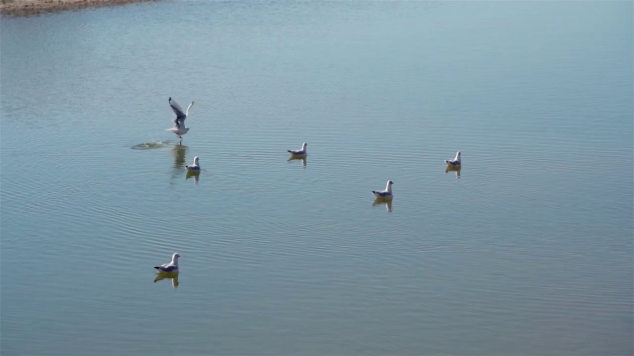 湖面上游玩的水鸟视频素材