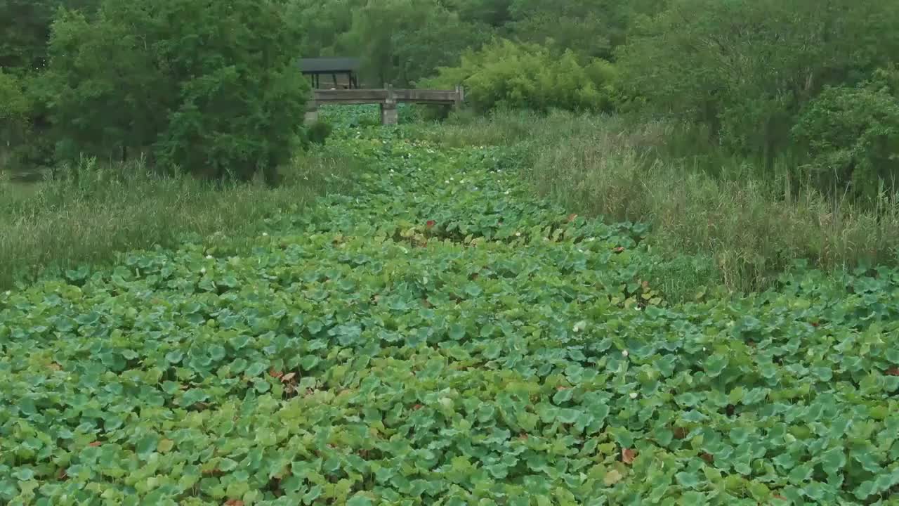 航拍视角下的浙江省绍兴市镜湖新区十里荷塘镜湖渔猎公园小桥廊亭跨越过青绿的荷花池视频素材