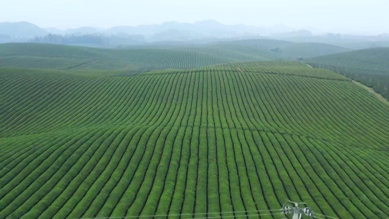 航拍贵州遵义湄潭茶海视频素材