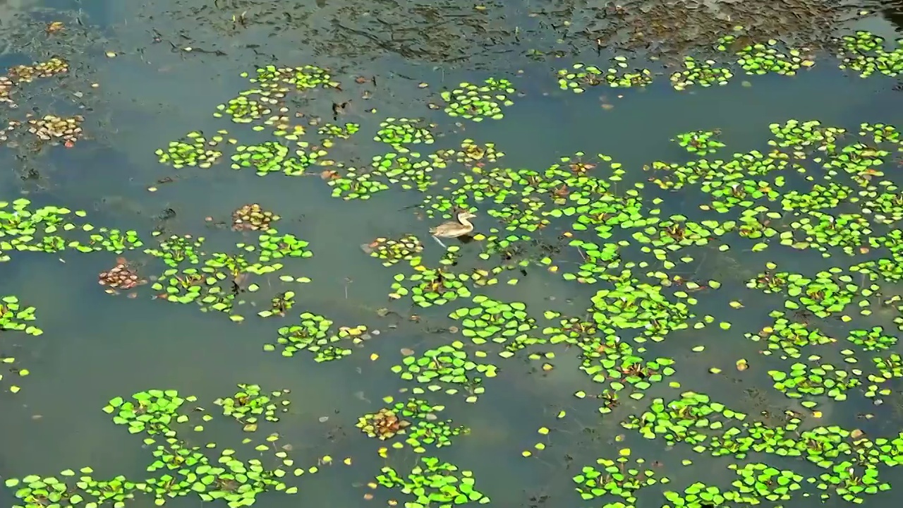 浮萍水鸟视频素材