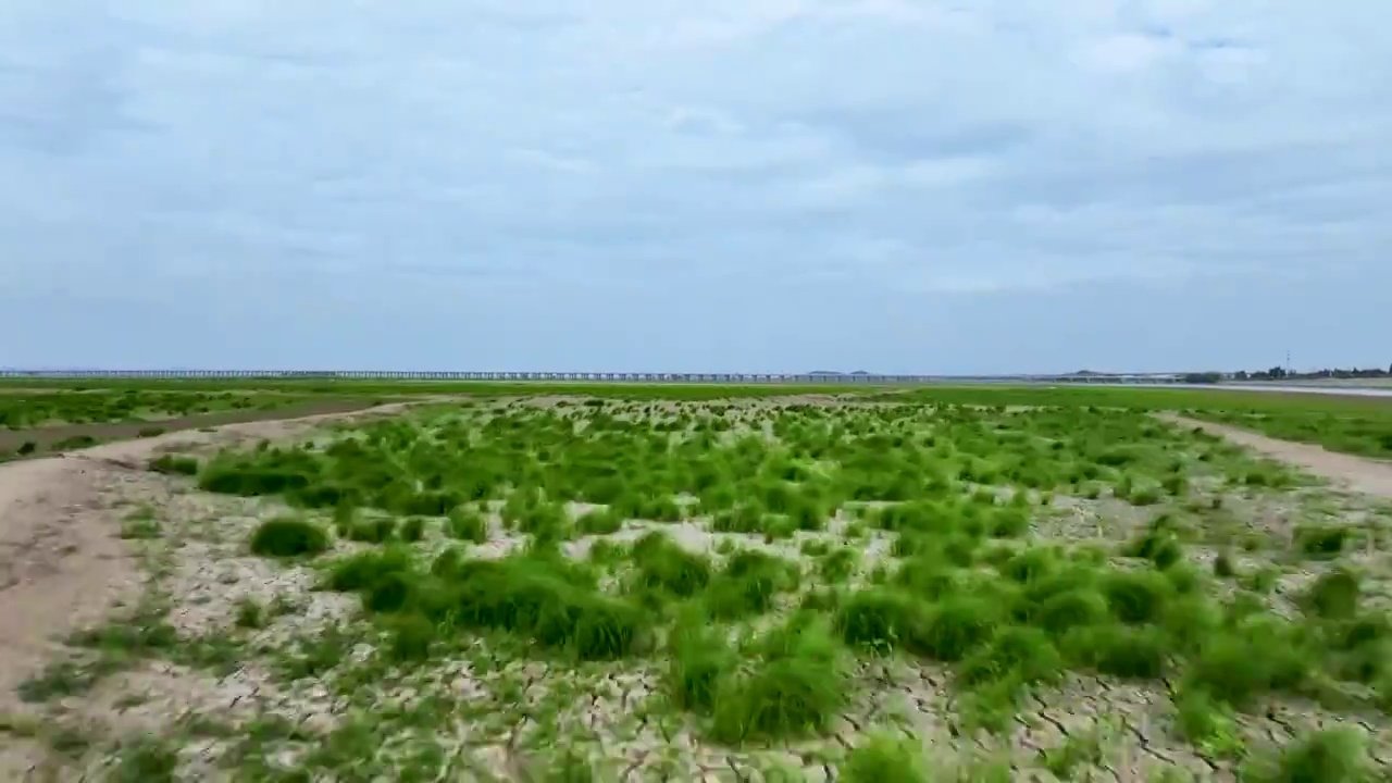 航拍干涸的石臼湖草海视频素材