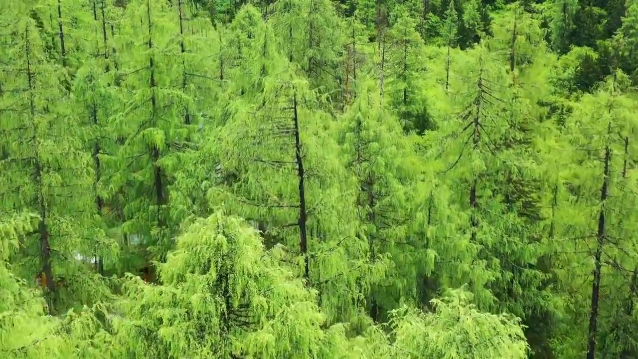 航拍四姑娘山森林河流自然风光视频素材