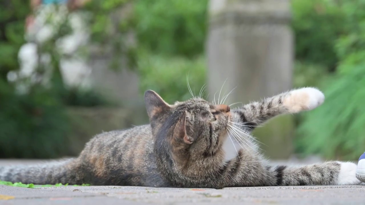 躺在地上玩耍的小虎斑猫视频素材