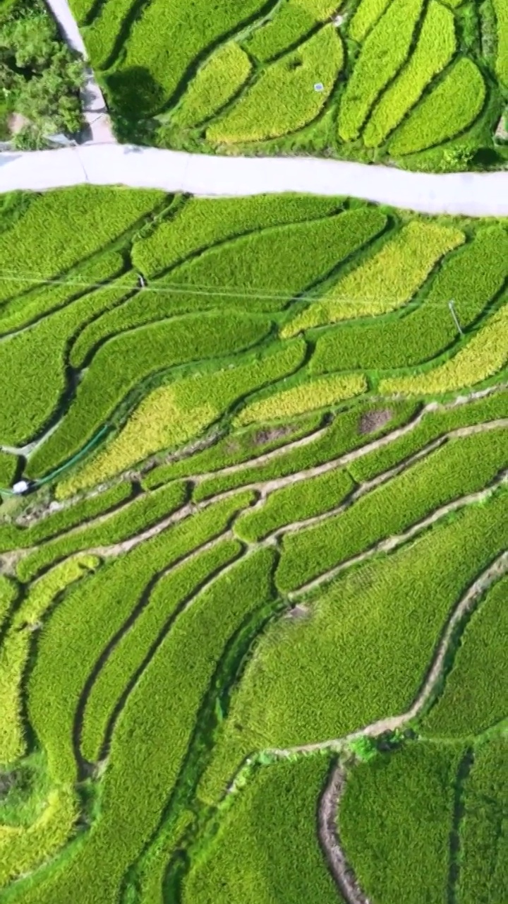 高清竖屏航拍南丹巴平梯田风景（合集）视频素材