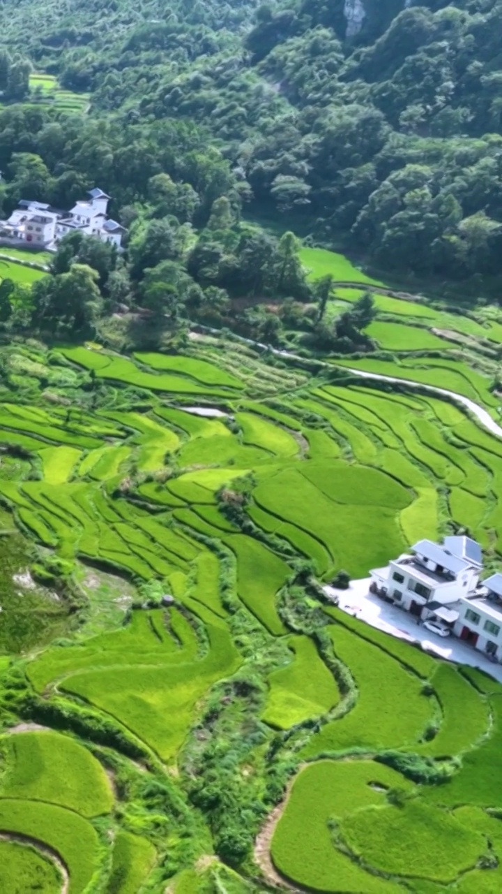 高清竖屏航拍南丹巴平梯田美丽风景（合集）视频素材