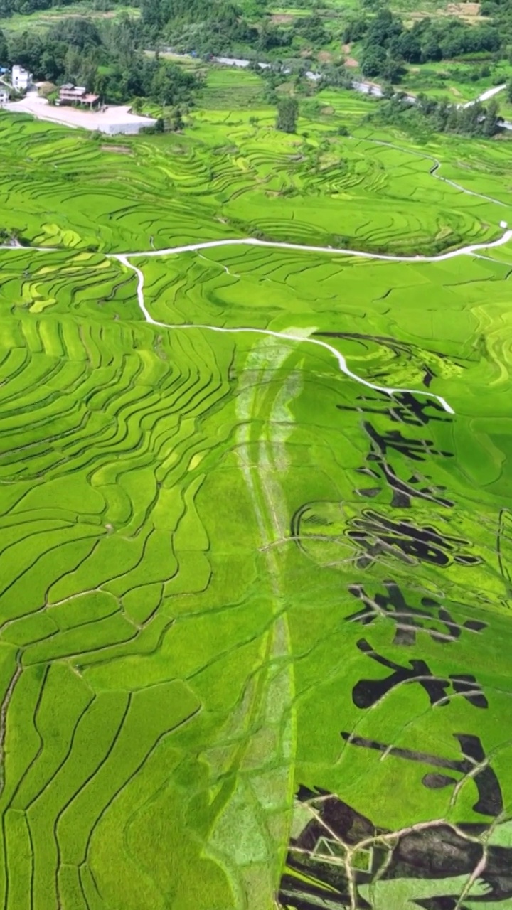 高清竖屏航拍南丹巴平梯田最美风景（合集）视频素材