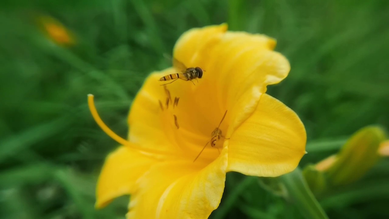 蜜蜂采蜜飞行升格慢镜头视频素材