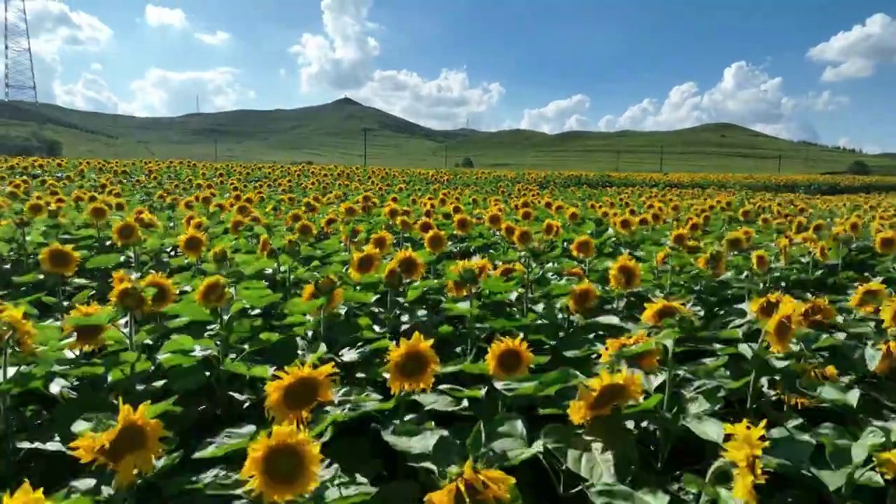 航拍河北张家口沽源县草原天路向日葵花海视频素材