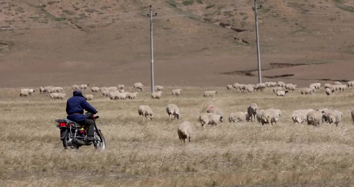 草地里的牛群黄牛养殖视频素材