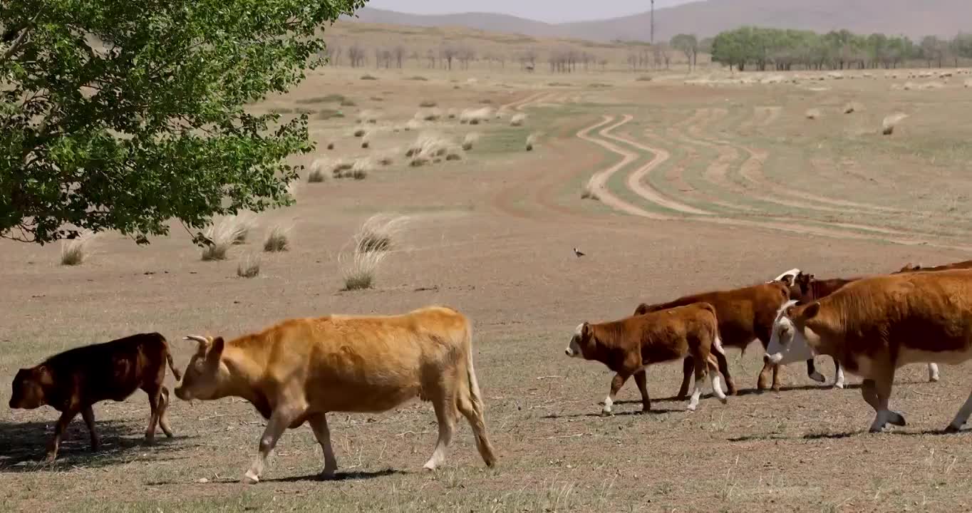 草地里的牛群黄牛养殖视频素材