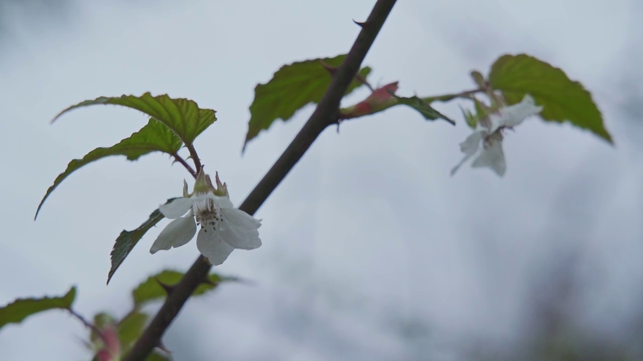 春天雨后的覆盆子花（合集）视频素材