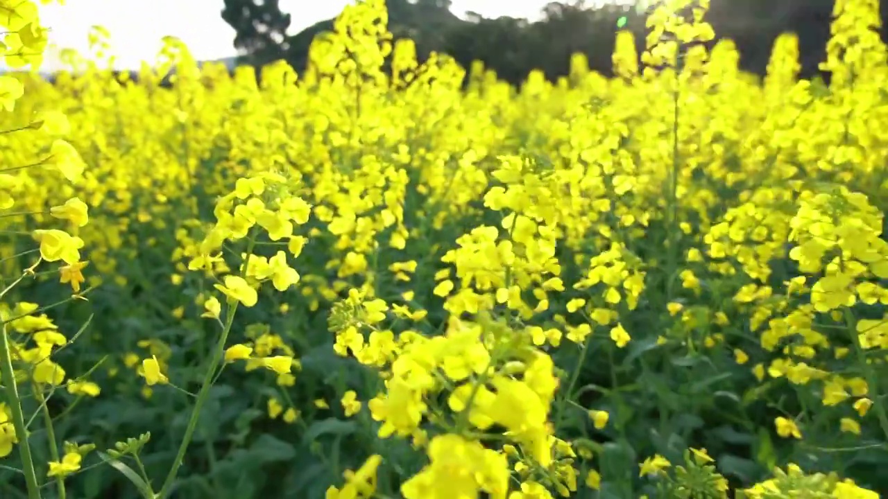 油菜花视频素材