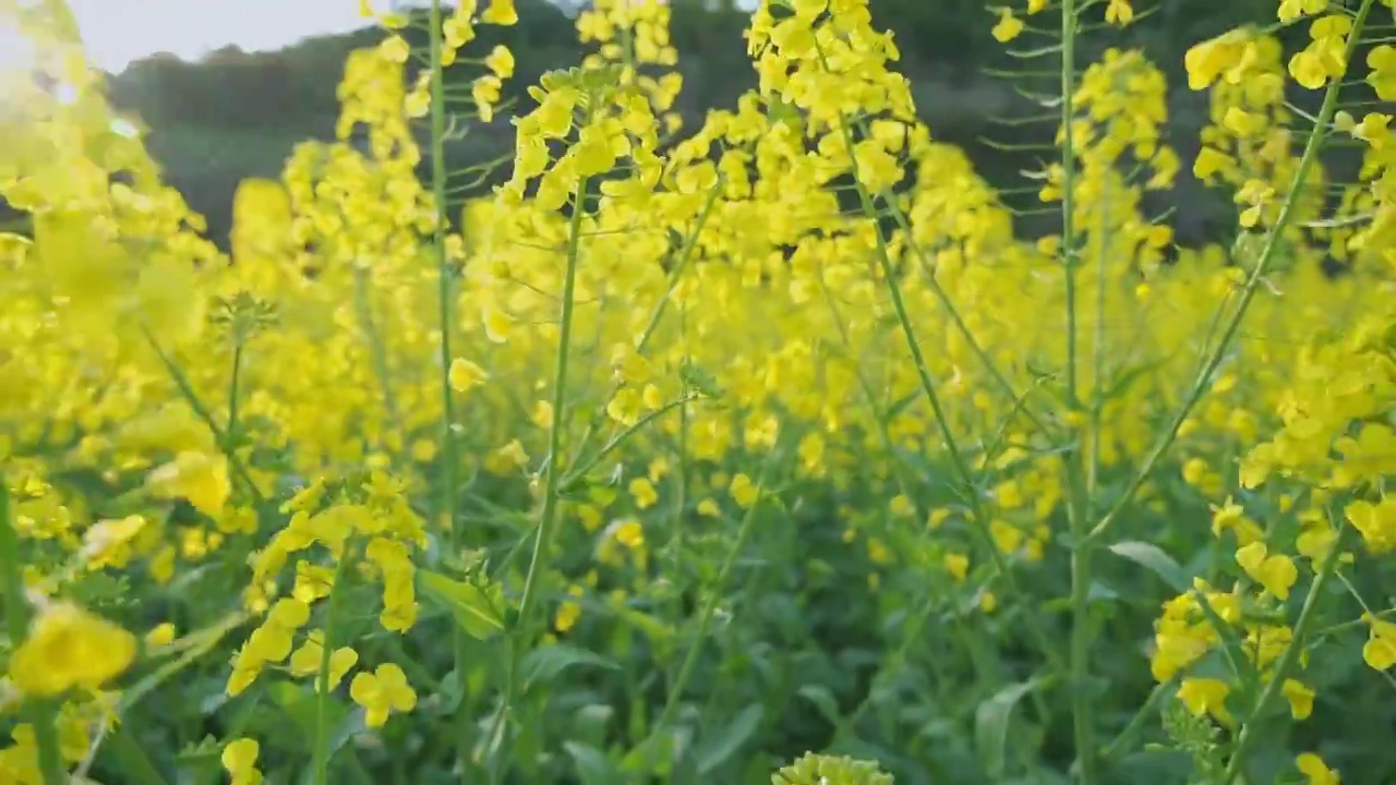 油菜花视频素材