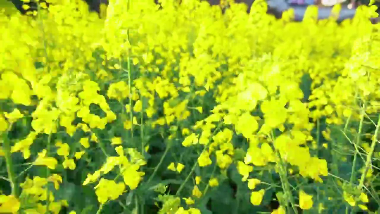 油菜花视频素材