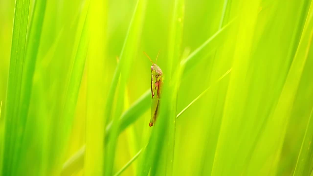 草地里的蚱蜢蝗虫害虫慢镜头特写视频素材