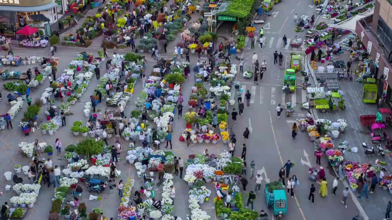 昆明斗南花卉交易市场延时视频素材