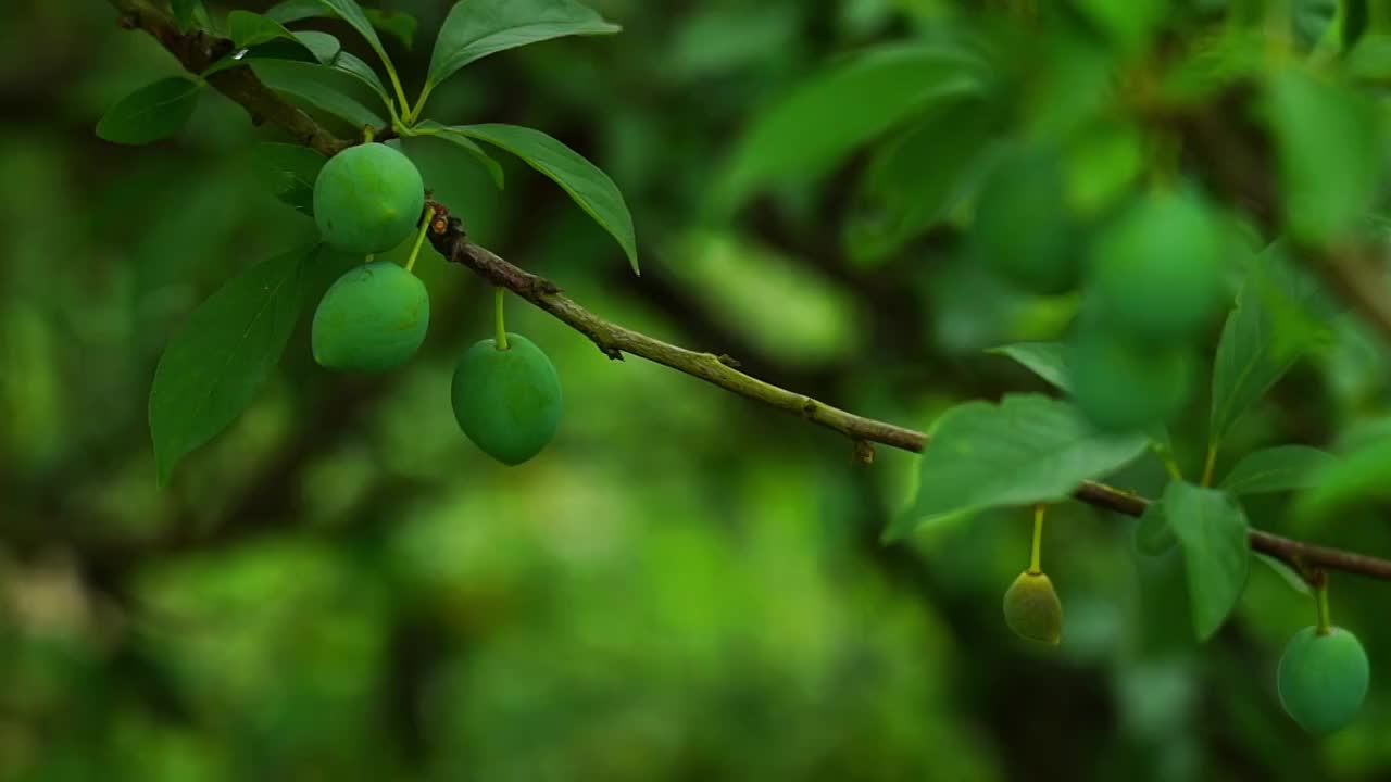 挂在树上未成熟的李子视频素材