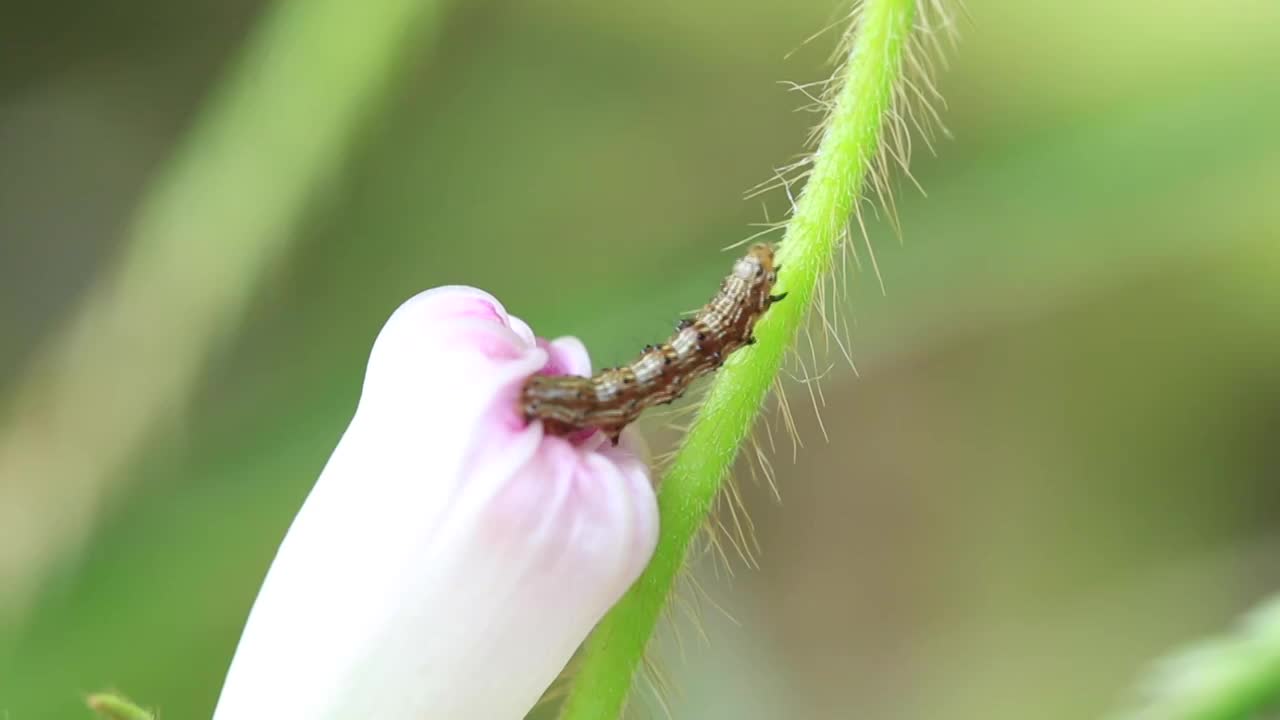 微距拍摄虫子与绿植视频素材