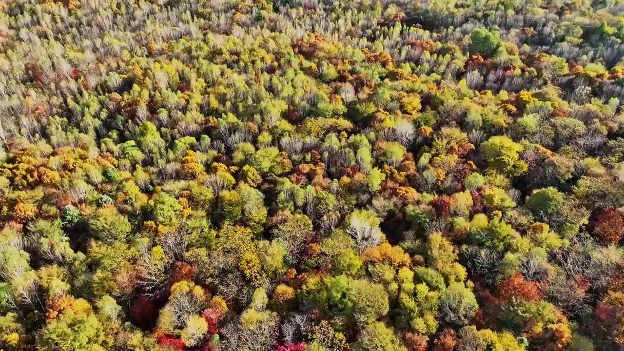 秋天的色彩  秋韵 赏秋 五花山视频素材