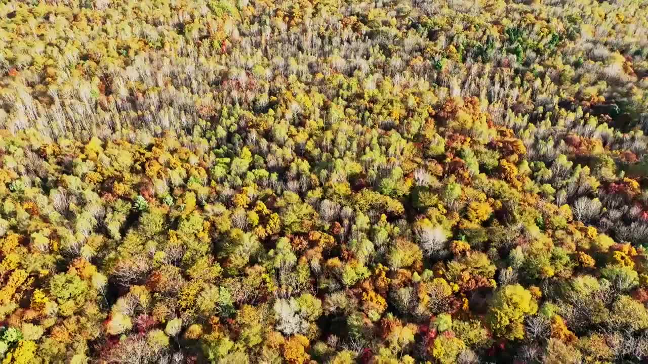 秋天的色彩 秋韵 赏秋 五花山视频素材