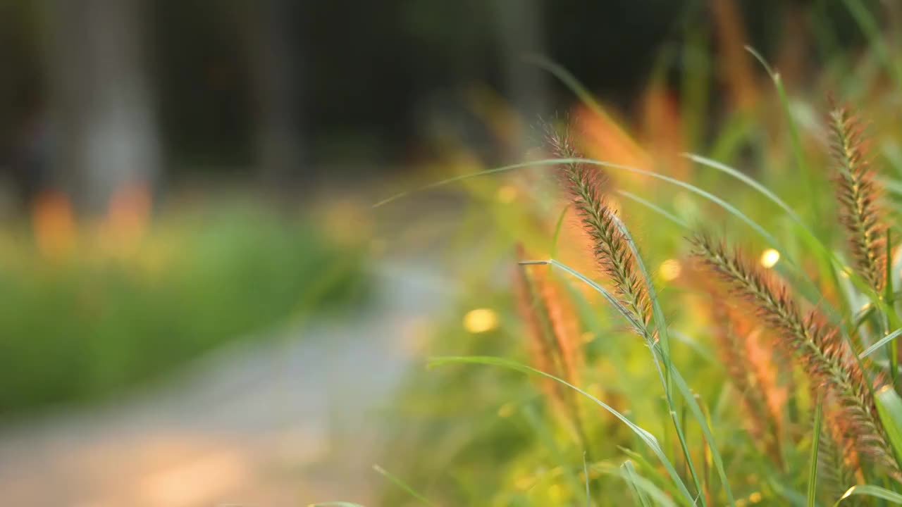 秋季郊游骑行与茅草视频素材